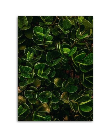 Obraz ścienny do pokoju - Zielone egzotyczne liście rośliny natura