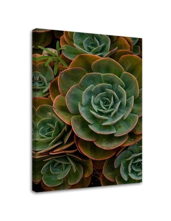 Leinwandbild - Grüne Sukkulentenblüte | Feeby