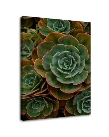 Leinwandbild - Grüne Sukkulentenblüte | Feeby
