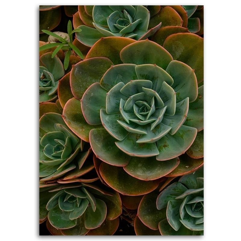 Leinwandbild - Grüne Sukkulentenblüte | Feeby
