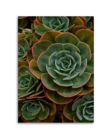 Leinwandbild - Grüne Sukkulentenblüte | Feeby