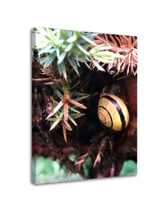 Modernes Wandbild - Versteck einer Schnecke | Feeby
