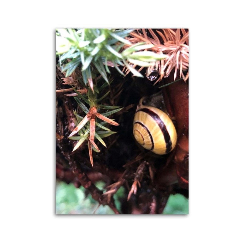 Modernes Wandbild - Versteck einer Schnecke | Feeby