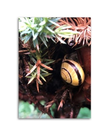 Modernes Wandbild - Versteck einer Schnecke | Feeby