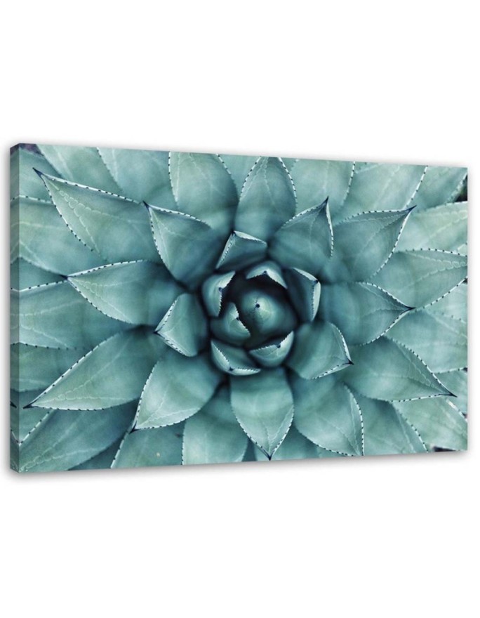 Bild auf Leinwand - Blaue Aloe vera | Feeby