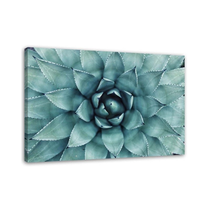 Bild auf Leinwand - Blaue Aloe vera | Feeby