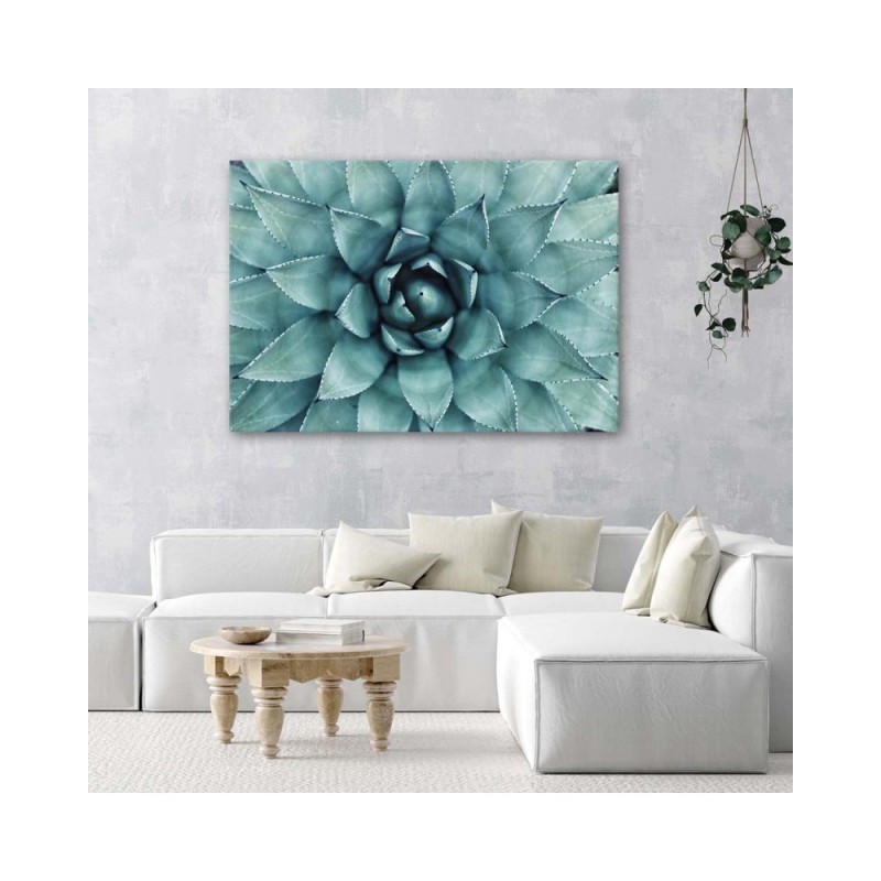 Bild auf Leinwand - Blaue Aloe vera | Feeby