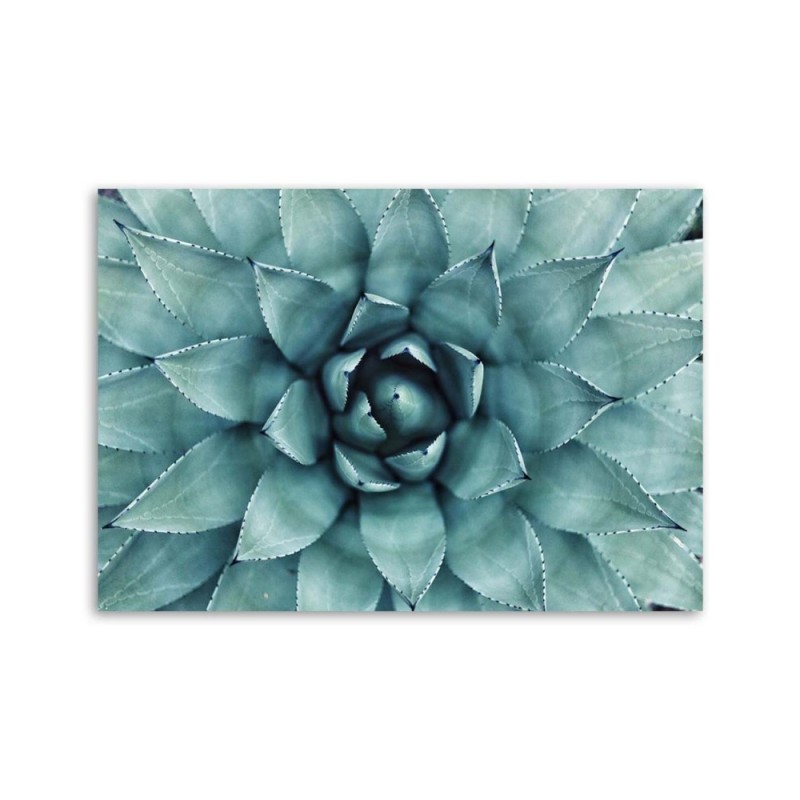 Bild auf Leinwand - Blaue Aloe vera | Feeby