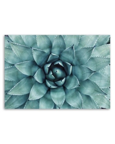 Bild auf Leinwand - Blaue Aloe vera | Feeby