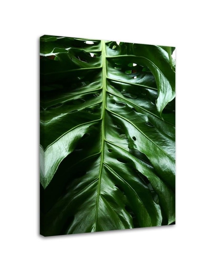 Leinwandbild - Glattes Blatt einer Monstera-Pflanze | Feeby