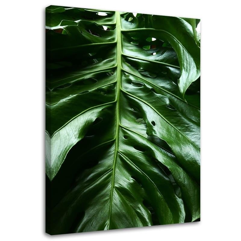 Leinwandbild - Glattes Blatt einer Monstera-Pflanze | Feeby