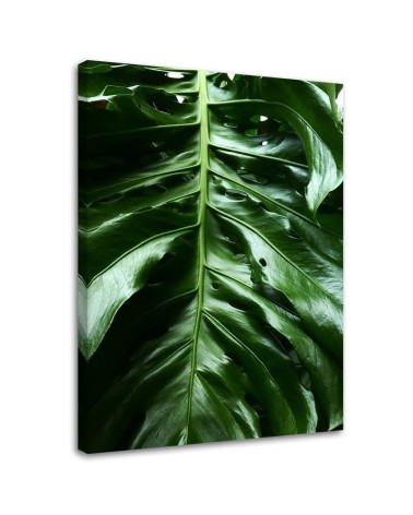 Leinwandbild - Glattes Blatt einer Monstera-Pflanze | Feeby