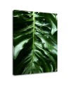Obrzay do pokoju - Monstera liście rośliny