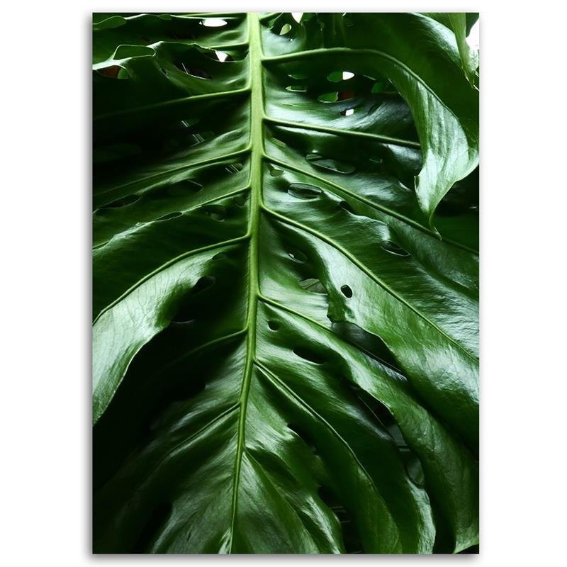 Leinwandbild - Glattes Blatt einer Monstera-Pflanze | Feeby