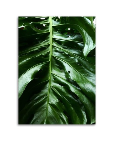 Leinwandbild - Glattes Blatt einer Monstera-Pflanze | Feeby