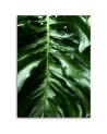 Obrzay do pokoju - Monstera liście rośliny