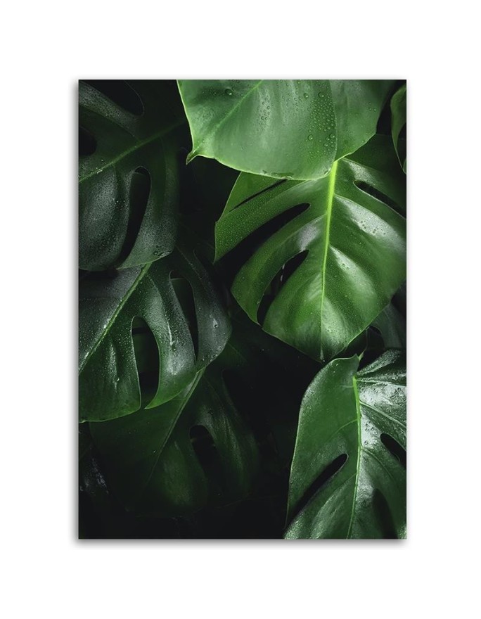 Monstera liście - obraz nowoczesny do salonu na ścianę