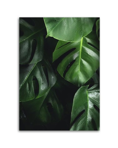 Leinwandbild - Monstera Blätter | Feeby