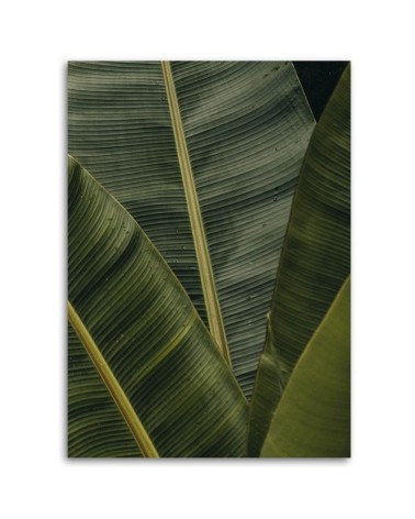 Modernes Wandbild - Tropische Bananenblätter | Feeby