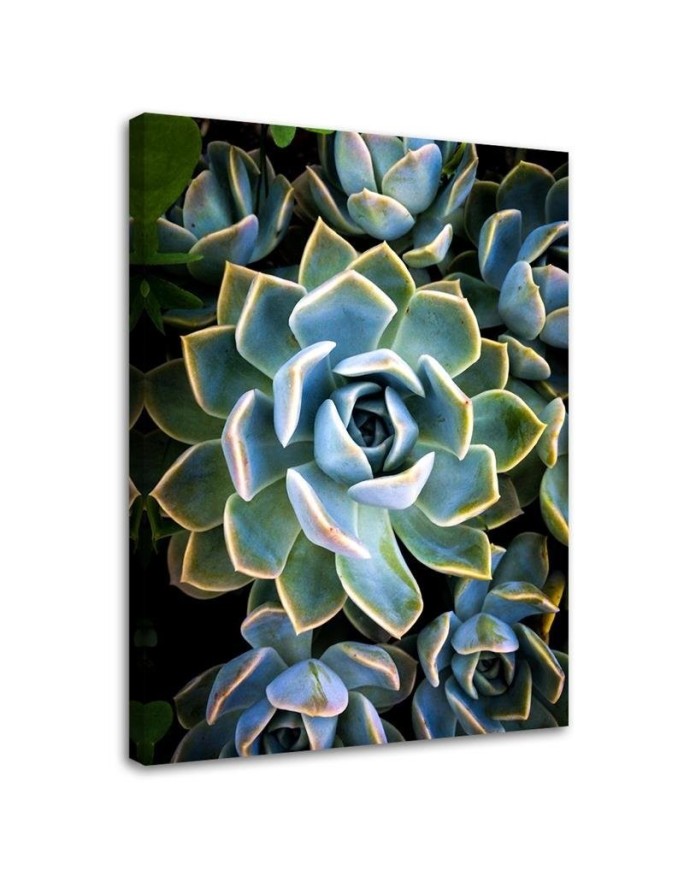 Bild auf Leinwand - Weiße Sukkulentenblüte | Feeby