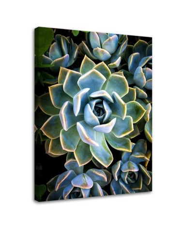 Botanical Canvas prints for living room - White succulent flower | FEEBY