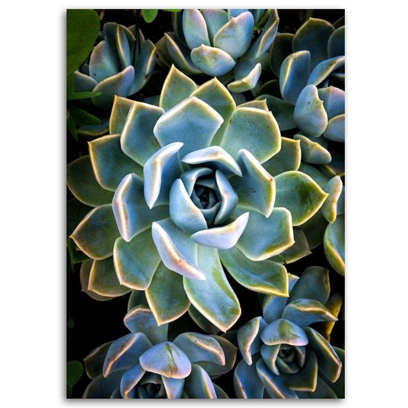 Bild auf Leinwand - Weiße Sukkulentenblüte | Feeby