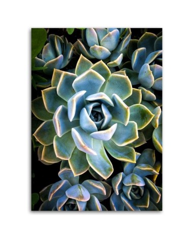 Bild auf Leinwand - Weiße Sukkulentenblüte | Feeby