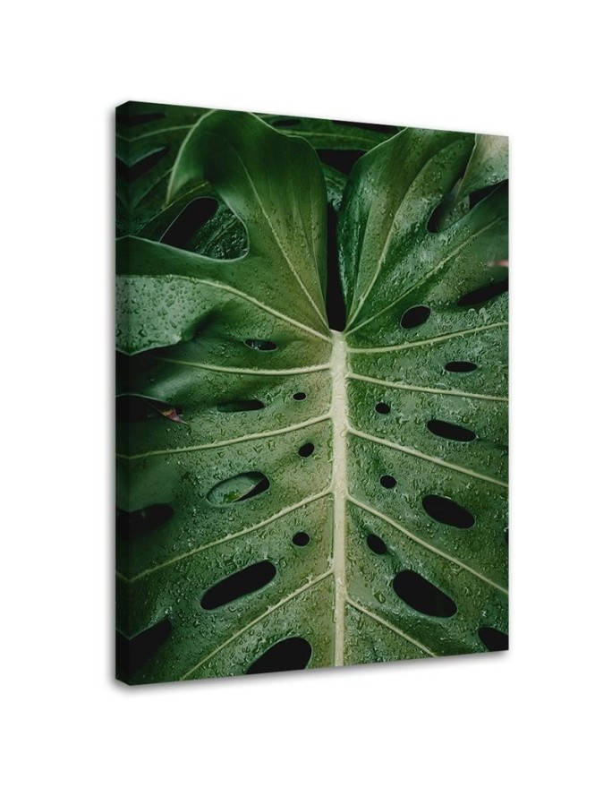 Monstera - obraz drukowany na płótnie na ścianę