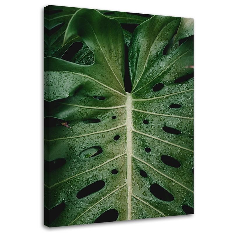 Monstera - obraz drukowany na płótnie na ścianę