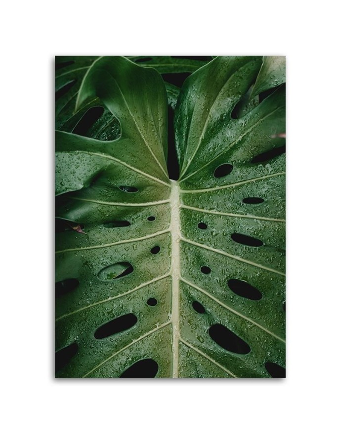 Monstera - obraz drukowany na płótnie na ścianę
