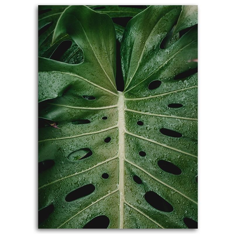 Leinwanddruck - Tropische Monstera | Feeby