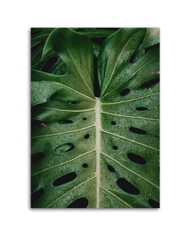 Leinwanddruck - Tropische Monstera | Feeby