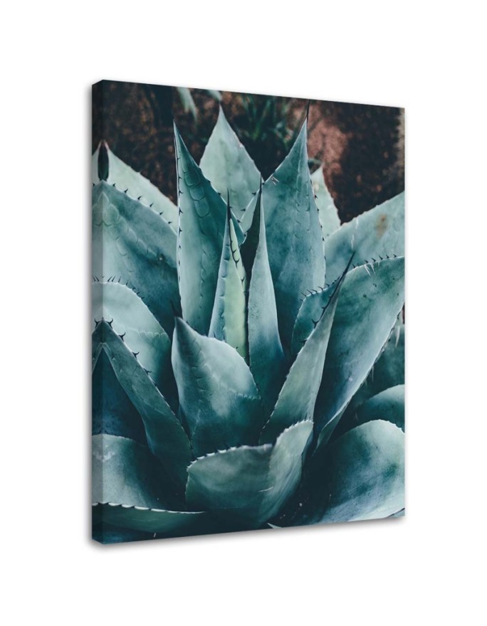 Modernes Wandbild - Agave mit großen Blättern | Feeby