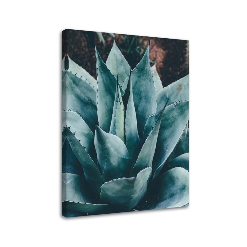 Modernes Wandbild - Agave mit großen Blättern | Feeby