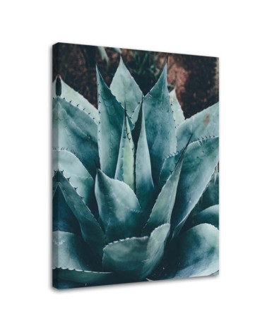 Canvas wall art for bathroom, living room - Agave with large leaves | FEEBY