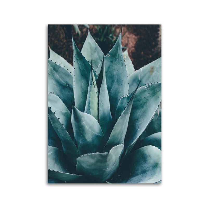 Modernes Wandbild - Agave mit großen Blättern | Feeby