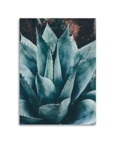 Modernes Wandbild - Agave mit großen Blättern | Feeby