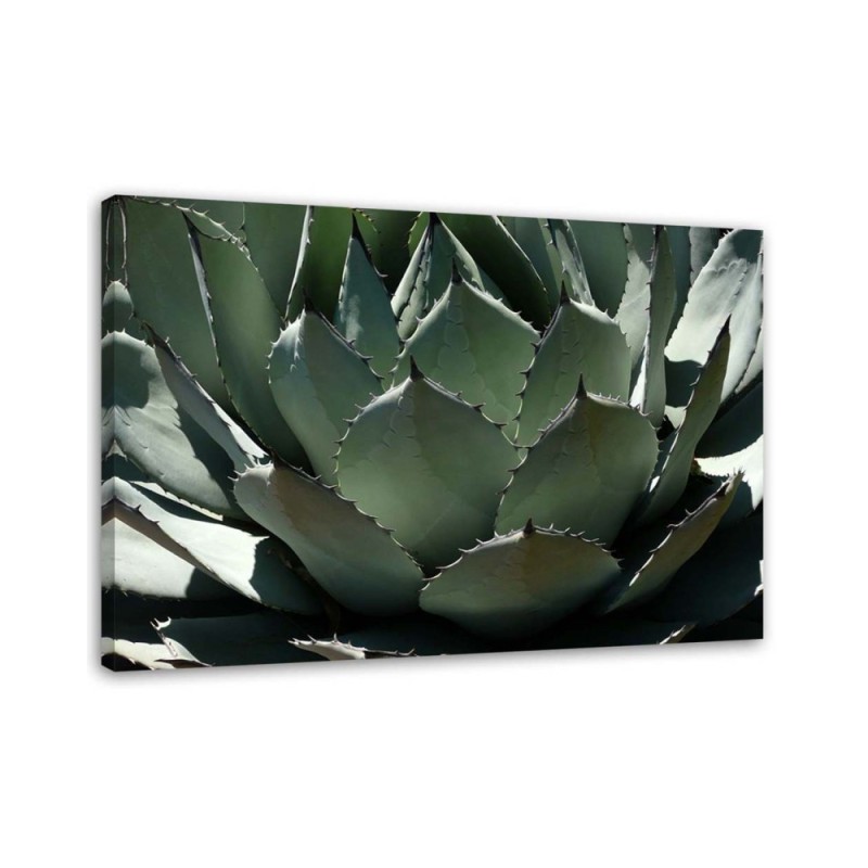 Dekoratives Leinwandbild - Nahaufnahme von Agavenblättern | Feeby