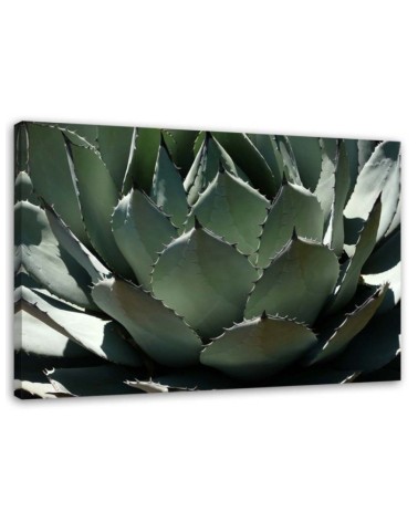 Dekoratives Leinwandbild - Nahaufnahme von Agavenblättern | Feeby