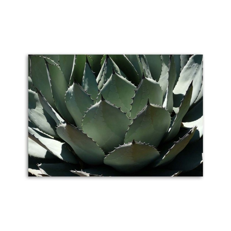 Dekoratives Leinwandbild - Nahaufnahme von Agavenblättern | Feeby