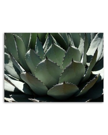 Dekoratives Leinwandbild - Nahaufnahme von Agavenblättern | Feeby