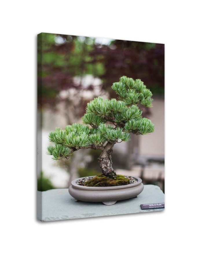 Obraz na płótnie canvas do kuchni - Drzewko bonsai na kamieniach
