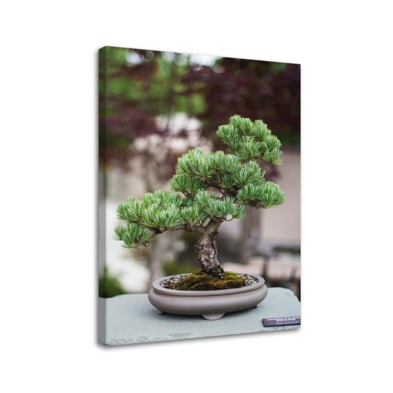 Bild auf Leinwand - Bonsaibaum auf Steinen | Feeby