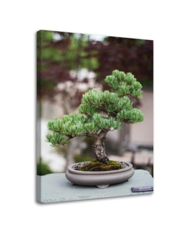 Bild auf Leinwand - Bonsaibaum auf Steinen | Feeby