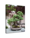 Obraz na płótnie canvas do kuchni - Drzewko bonsai na kamieniach