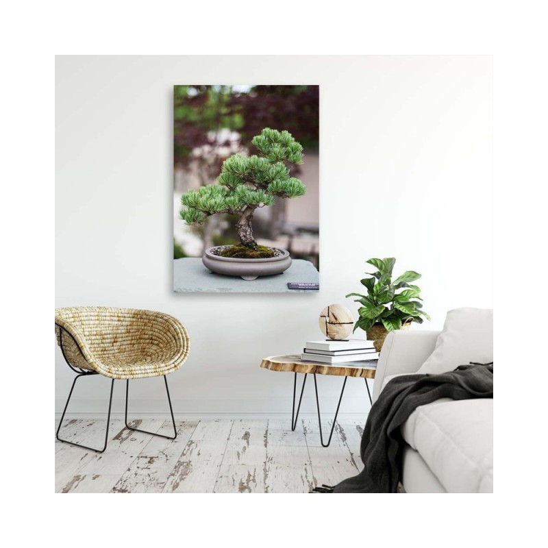 Bild auf Leinwand - Bonsaibaum auf Steinen | Feeby