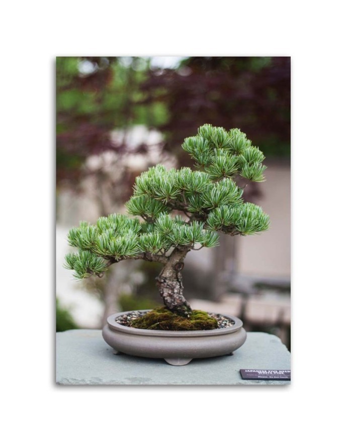 Obraz na płótnie canvas do kuchni - Drzewko bonsai na kamieniach