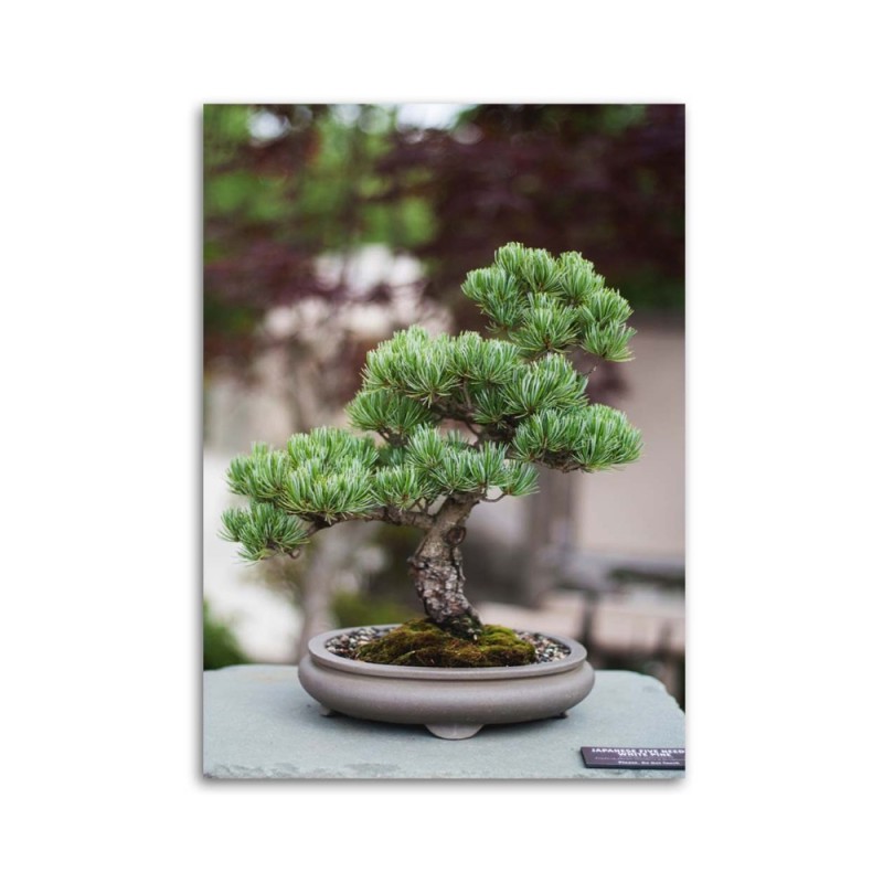 Bild auf Leinwand - Bonsaibaum auf Steinen | Feeby