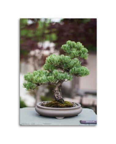 Bild auf Leinwand - Bonsaibaum auf Steinen | Feeby