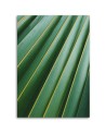Fashionable wall art paintings for living room - Palm leaves plant | FEEBY